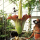 Illustration for article titled The most disgusting flower in the world is about to bloom